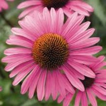 images/productimages/small/echinacea zaden.jpg